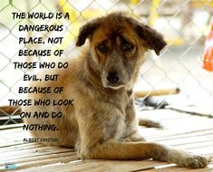 a brown dog sitting on top of a wooden floor next to a chain link fence