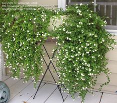 a potted plant with white flowers on a porch