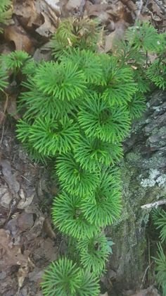 a green plant growing on the side of a tree