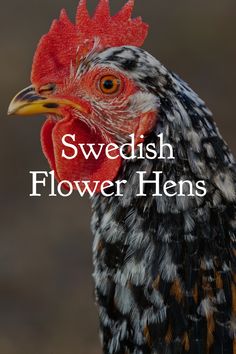 a close up of a rooster with the words swedish flower hens