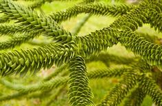 a close up view of some very pretty green plants