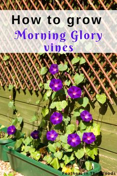 growing morning glories How To Plant Morning Glories Seeds, Morning Glory Seeds Starting, Planting Morning Glory Seeds, Morning Glories On Fence, How To Grow Morning Glories From Seeds, Morning Glory Ideas, Morning Glory Trellis Ideas Diy, Morning Glory Trellis, Morning Glory Plant