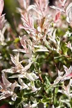 some very pretty pink flowers with green leaves