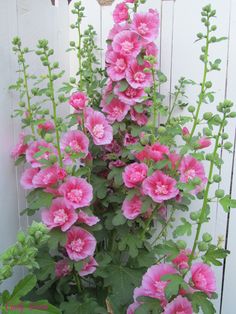 pink flowers are growing in the corner of a white fenced area with green leaves