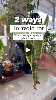 a person holding up a plant with the words 2 ways to avoid rot when propagating snake plants