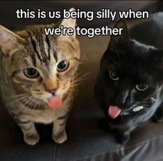 two cats are sitting on a couch and one is sticking its tongue out to the camera