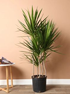 a potted plant sitting on top of a wooden table next to a pink wall