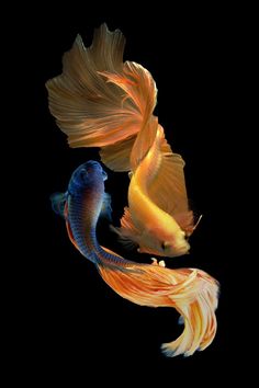 two goldfish swimming side by side on a black background, one is orange and the other is blue