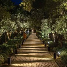 the walkway is lined with trees and bushes at night, along with lights on either side