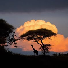 a giraffe standing in front of a tree with clouds behind it at sunset