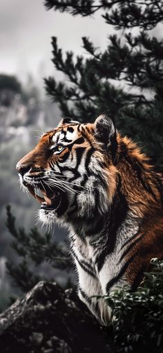 a tiger is sitting on a rock and yawning