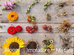 flowers are arranged on a wooden surface with the words bloom immatture nature above them