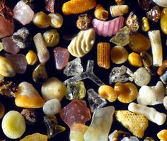 there are many different types of rocks and shells on the beach or in the ocean