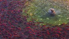 a large group of fish swimming in the water