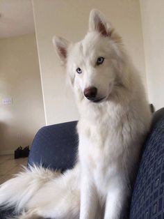 a white dog sitting on top of a blue couch