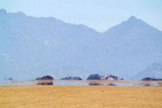 an elephant standing in the middle of a dry grass field with mountains in the background