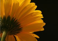 a yellow flower with green stems in front of a black background and the bottom half of it's petals