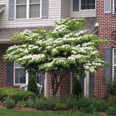 a white dogwood tree in front of a brick house with bushes and shrubs around it