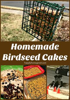 homemade bird seed cakes with text overlay