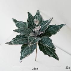 a close up of a flower on a white surface