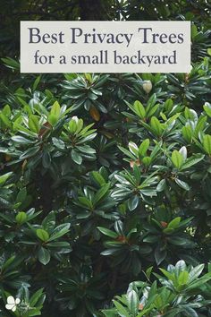 the words best privacy trees for a small backyard are in white letters on green leaves