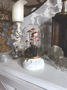 a group of mushrooms under a glass dome sitting on top of a mantle next to a candle