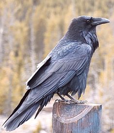 a black bird sitting on top of a wooden post in front of a forest filled with trees