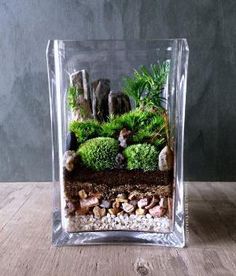 a glass vase filled with plants and rocks