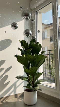 a potted plant sitting in front of a window