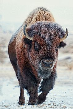 an adult bison is walking in the snow