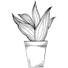 a black and white drawing of a house plant in a pot with long, thin leaves