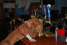 a dog standing on top of a wooden table next to a bar filled with liquor bottles