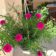 some pink flowers are in a pot on a table and is hanging from the ceiling