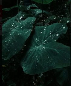 green leaves with water droplets on them in the dark forest, during the night time