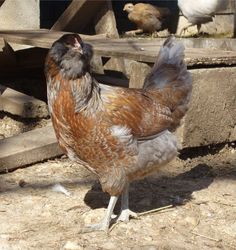 a brown and white chicken standing on top of dirt