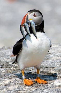 a bird with two fish in it's beak