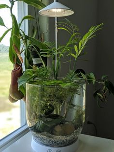 an air planter with plants in it on top of a table next to a window