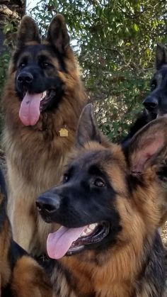 three german shepherd dogs sitting next to each other