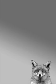 a black and white photo of a fox