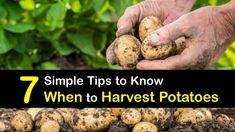 a person holding potatoes in their hands with the words, 7 simple tips to know when to harvest potatoes