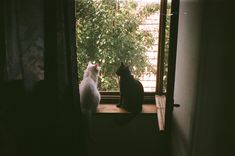 two cats sitting on a window sill looking out at the trees outside their house