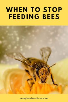 a bee sitting on top of a flower with the words when to stop feeding bees