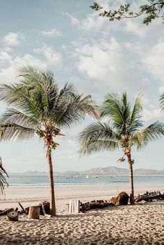 three palm trees are on the beach by the water