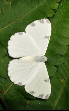 a white butterfly sitting on top of a green leaf