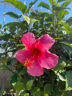 a pink flower with green leaves in the foreground and blue sky in the background