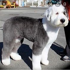 a large gray and white dog standing on top of a street next to a person