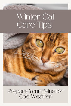 a cat laying on top of a blanket with the title winter cat care tips prepare your feline for cold weather