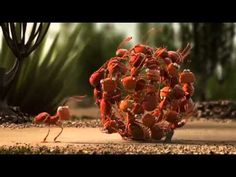 a bunch of red flowers sitting on the ground