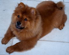 a brown dog laying on top of a white tile floor