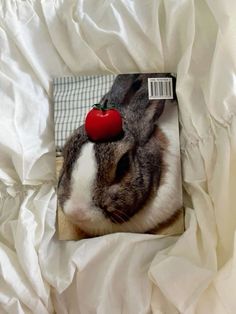 a rabbit with a red apple on its head